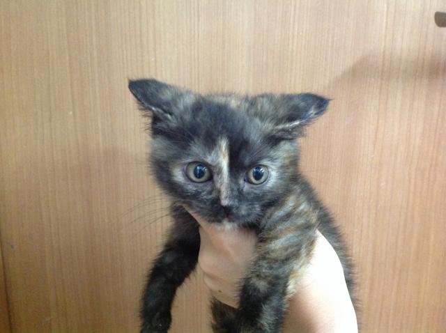 スコティッシュフォールド