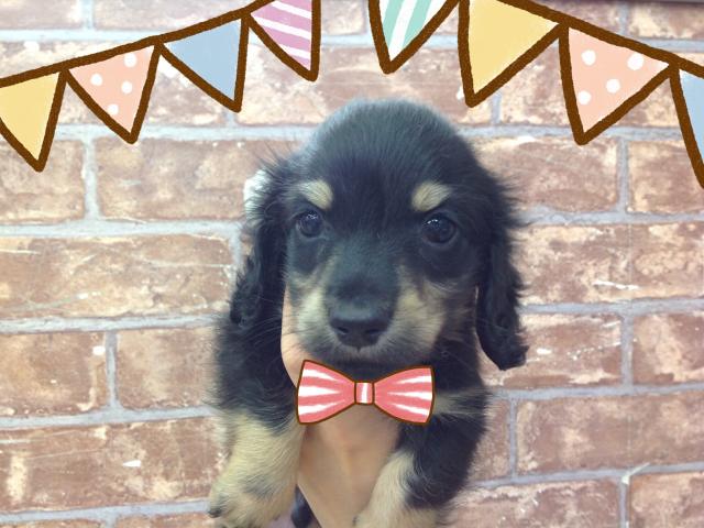 ミニチュアダックスフンド