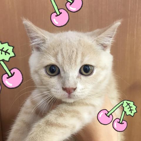 ブリティッシュショートヘア