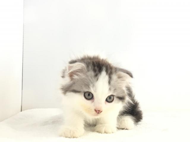 スコティッシュフォールド(折耳)