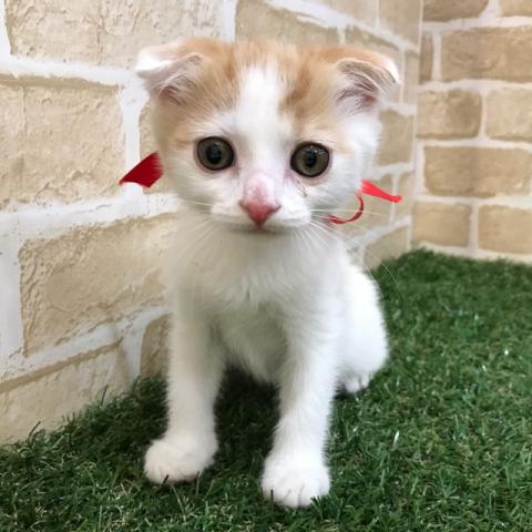 スコティッシュフォールド