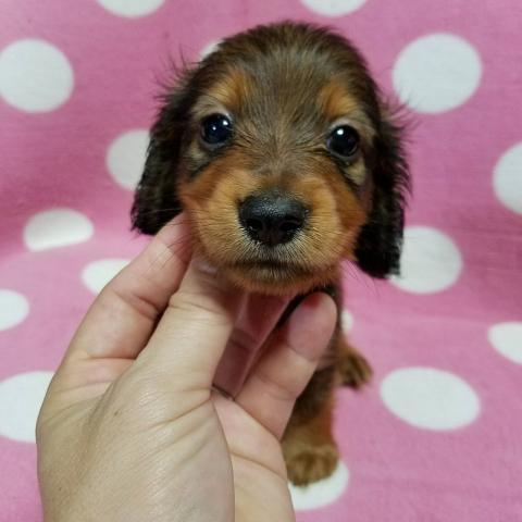 ミニチュアダックスフンド