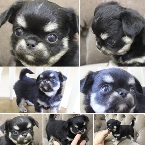 チワワ（ロングコート）