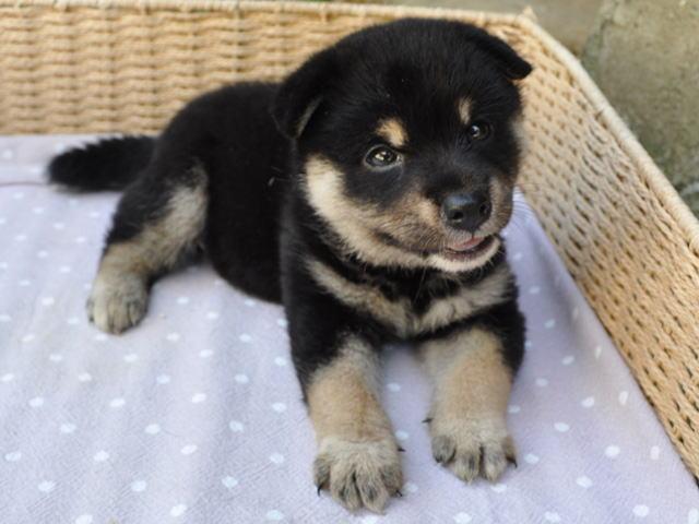 柴犬