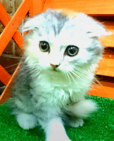 折れ耳 丸顔可愛いスコティッシュフォールドちゃん ペットステーション Aipaw アイパウ
