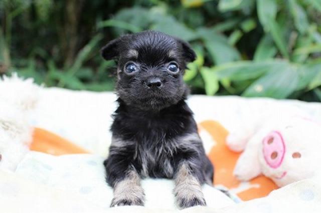 チワワ（ロングコート）