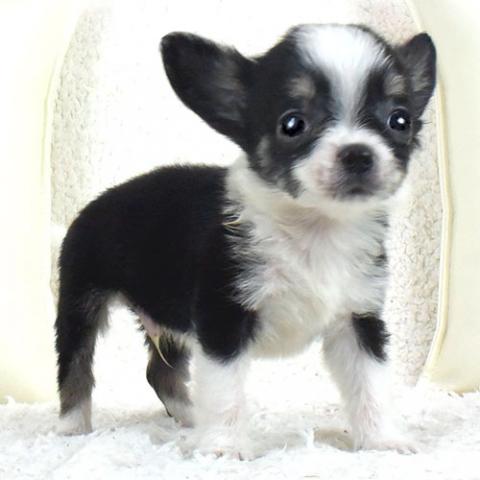 チワワ(ロングコート)