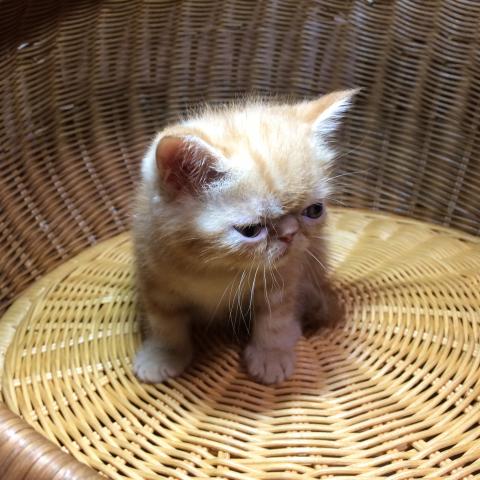 エキゾチックショートヘアー