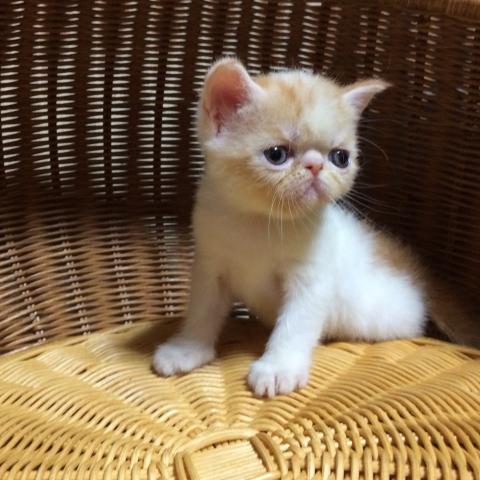 エキゾチックショートヘアー