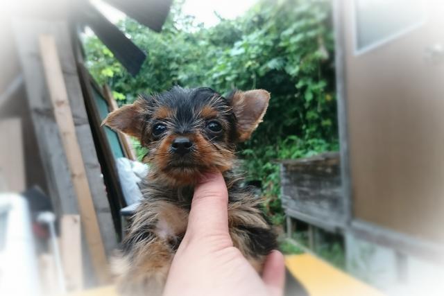 ヨークシャーテリア