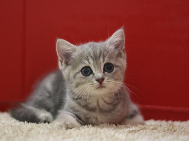 スコティッシュフォールド