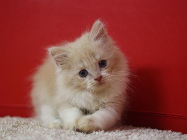 スコティッシュフォールド