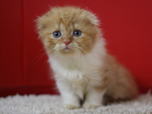 スコティッシュフォールド