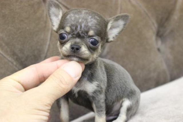 チワワ（スムースコート）