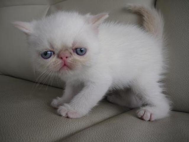 エキゾチックショートヘアー