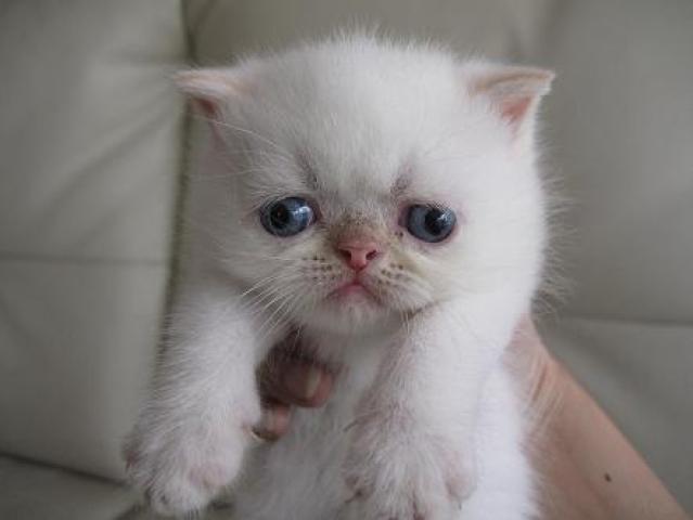 エキゾチックショートヘアー