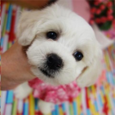 ビションフリーゼ