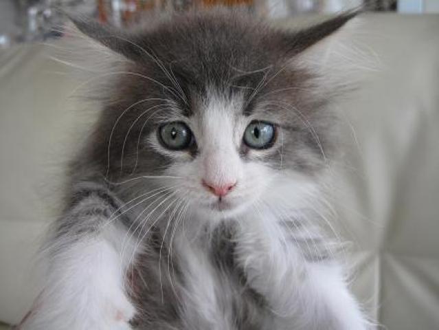 ノルウェージャンフォレストキャット