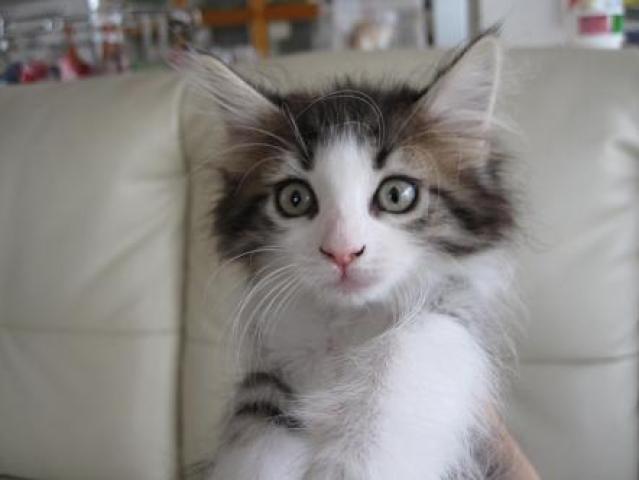 ノルウェージャンフォレストキャット