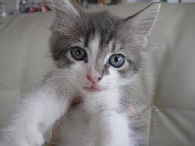 ノルウェージャンフォレストキャット