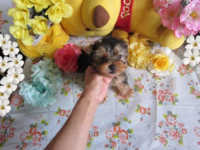 ヨークシャーテリア