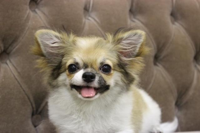 チワワ（ロングコート）