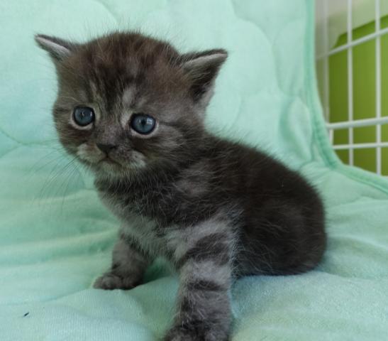 エキゾチックショートヘアー