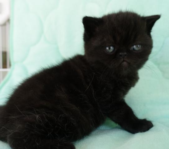 エキゾチックショートヘアー