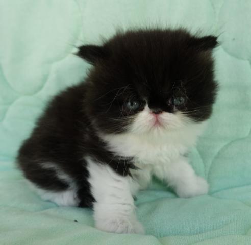 エキゾチックロングヘアー