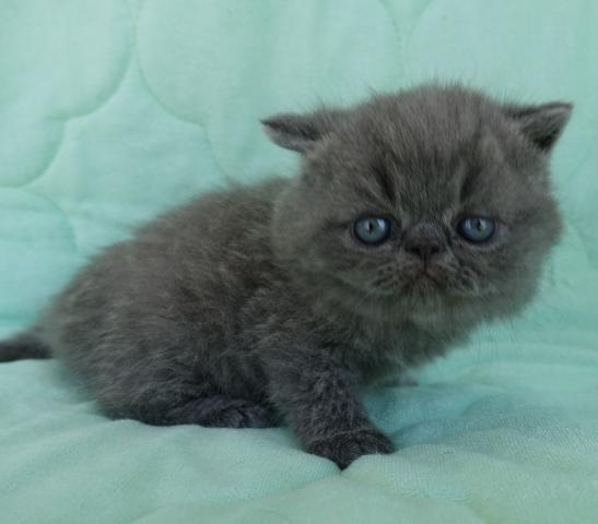 エキゾチックショートヘアー