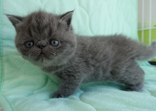 エキゾチックショートヘアー