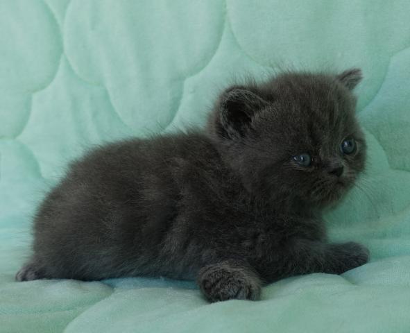 エキゾチックショートヘアー