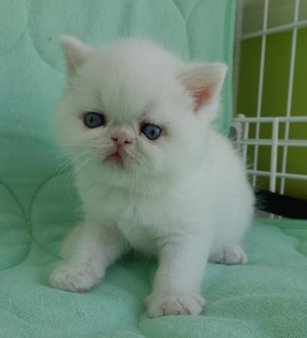 エキゾチックショートヘアー