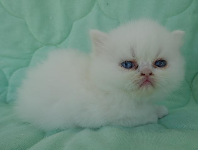 エキゾチックロングヘアー