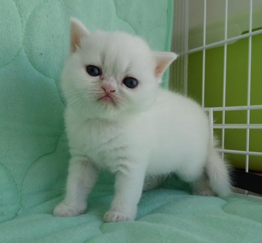 エキゾチックショートヘアー