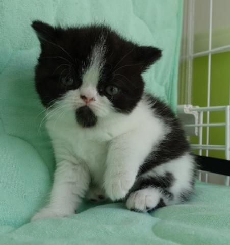 エキゾチックショートヘアー