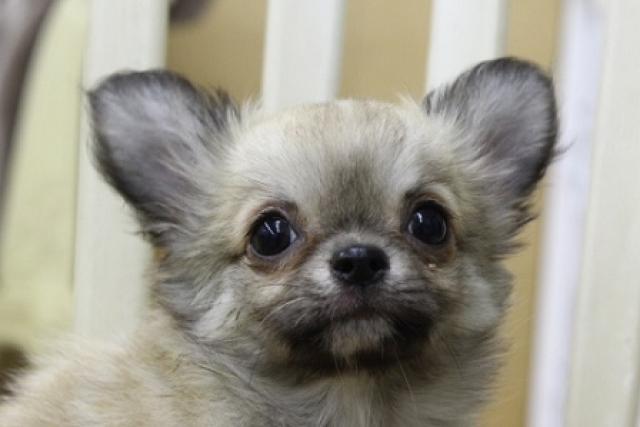 チワワ（ロングコート）