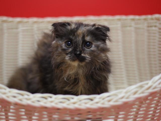 スコティッシュフォールド