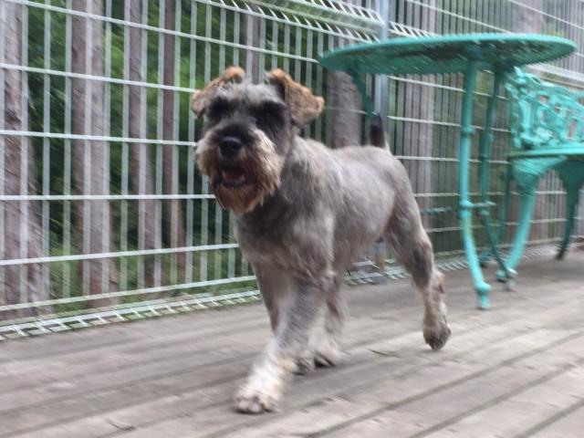 ミニチュアシュナウザー