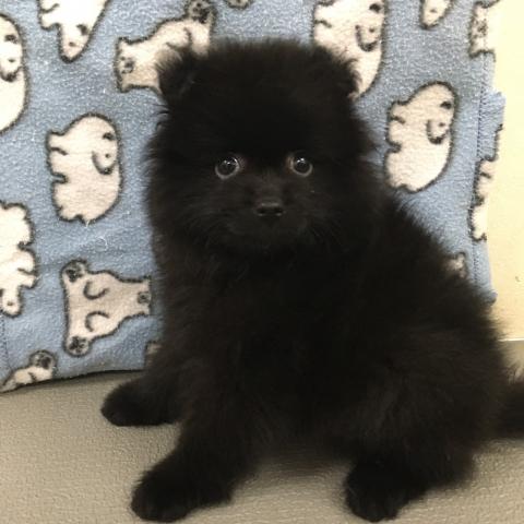 ポメラニアン