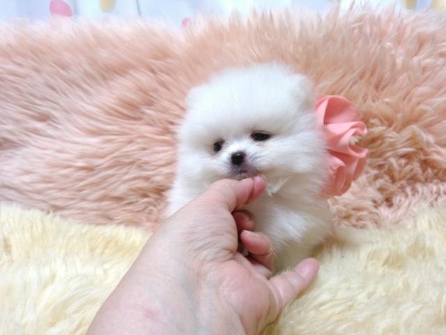 ポメラニアン