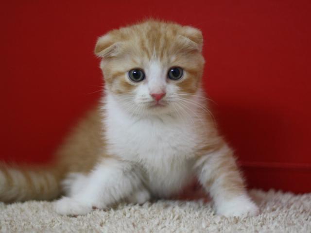 スコティッシュフォールド