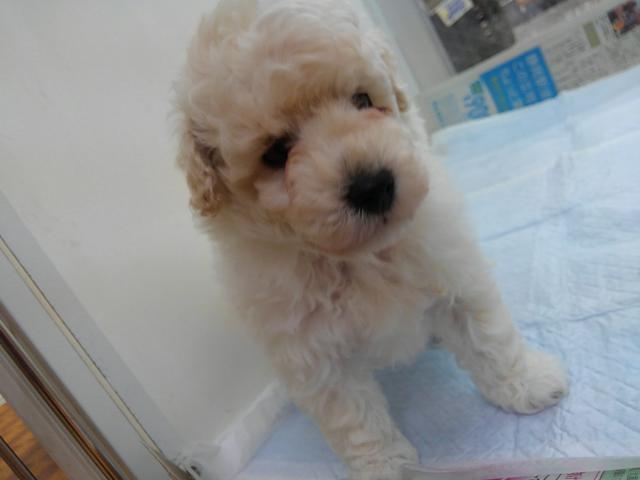 トイプードル