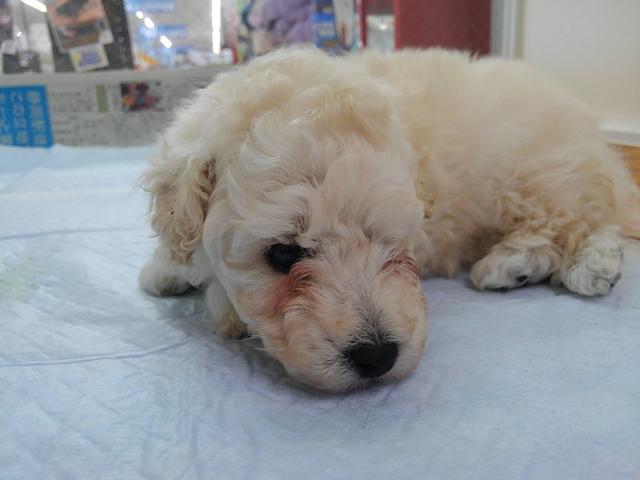 トイプードル