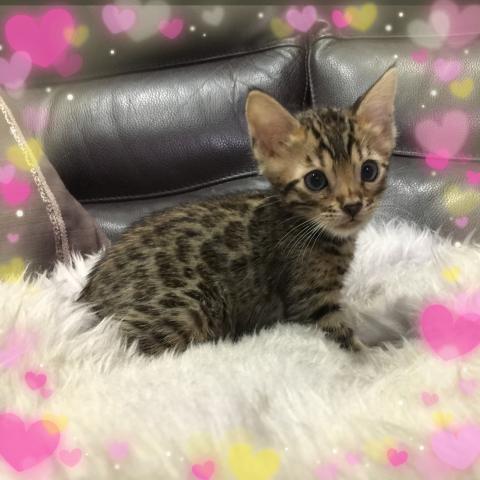ベンガル