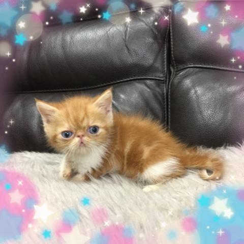 エキゾチックショートヘアー