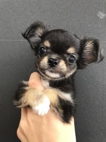 チワワ（ロングコート）