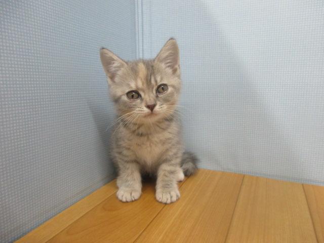 ブリティッシュショートヘア