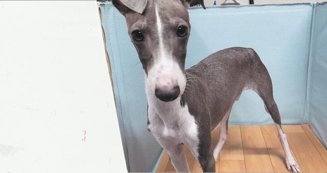 イタリアングレーハウンド