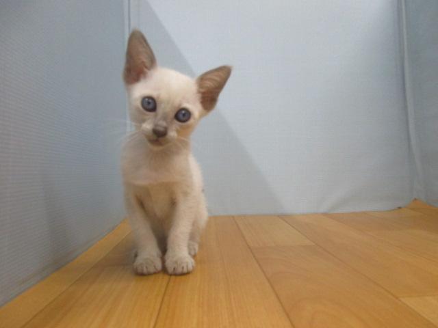 シャム